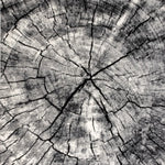 Art Carpet Aden Collection Birch Indoor Area Rug