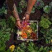 4 ft. x 4 ft. Composting Keyhole Garden Bed