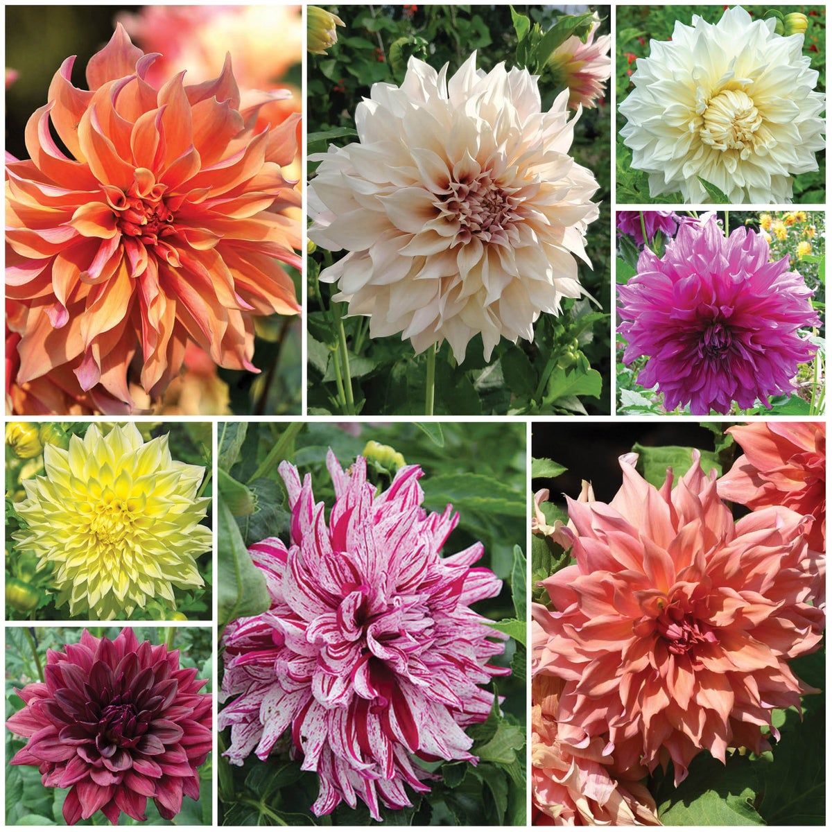 Horticana: Delightful Dinnerplate Dahlias