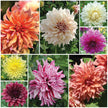 Horticana: Delightful Dinnerplate Dahlias