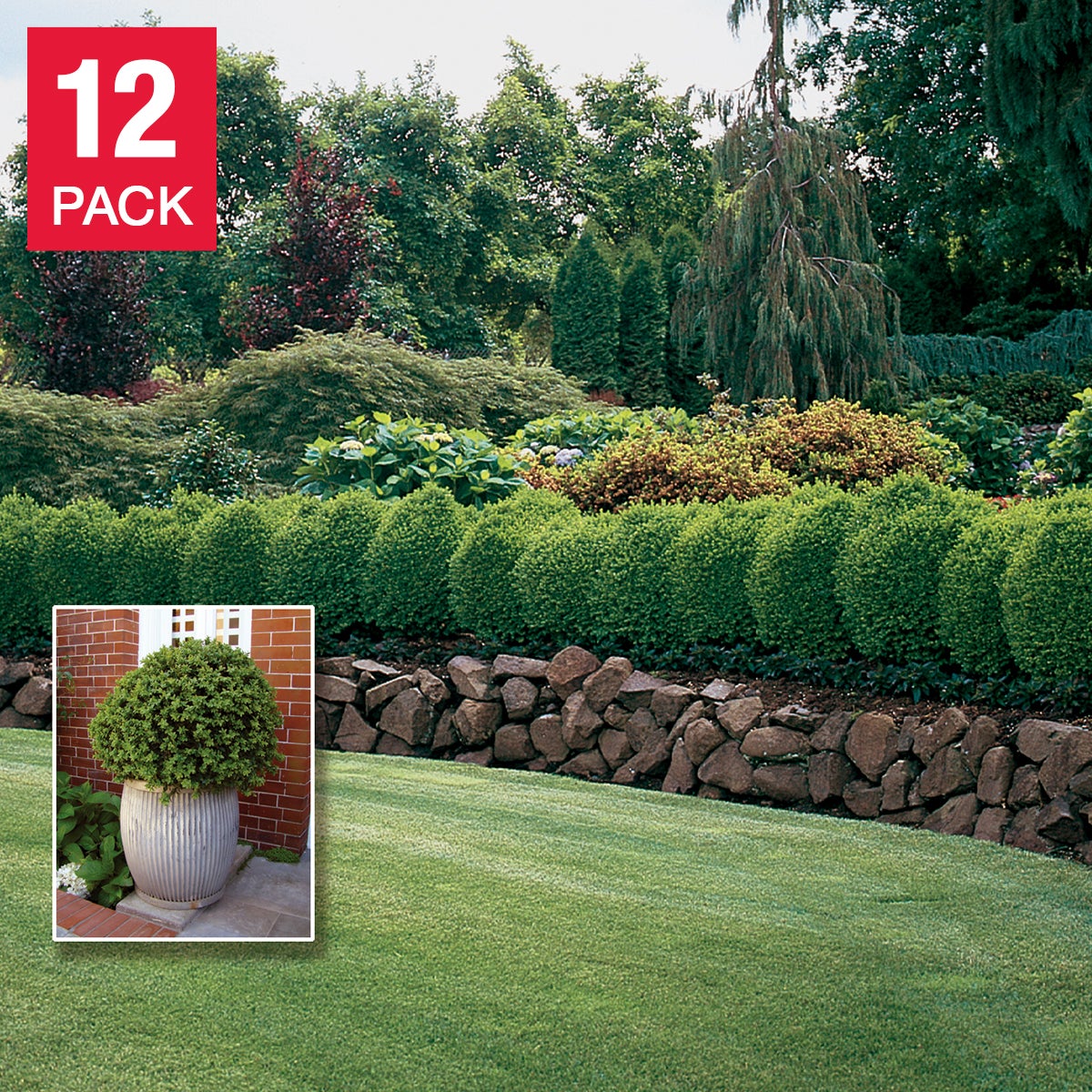 Boxwood Hedging, 12-pack