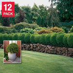 Boxwood Hedging, 12-pack