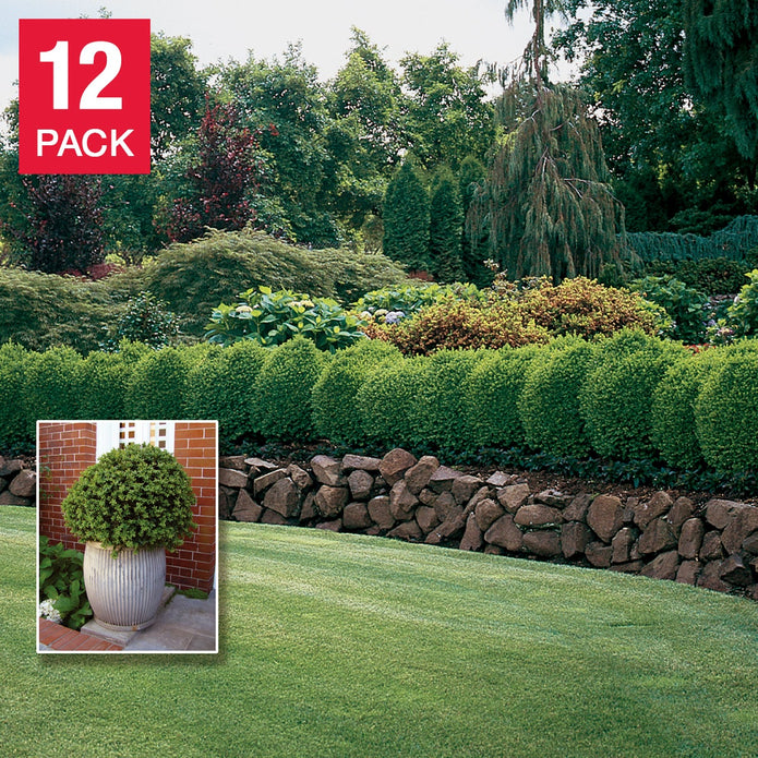 Boxwood Hedging, 12-pack