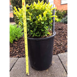 Boxwood Hedging, 12-pack
