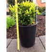 Boxwood Hedging, 12-pack