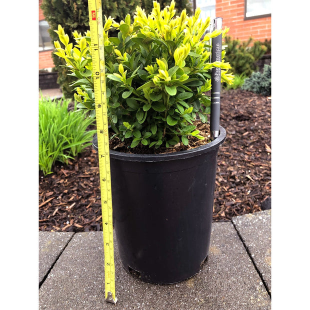 Boxwood Hedging, 12-pack