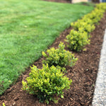 Boxwood Hedging, 12-pack