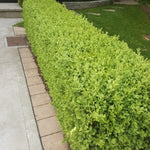 Boxwood Hedging, 12-pack