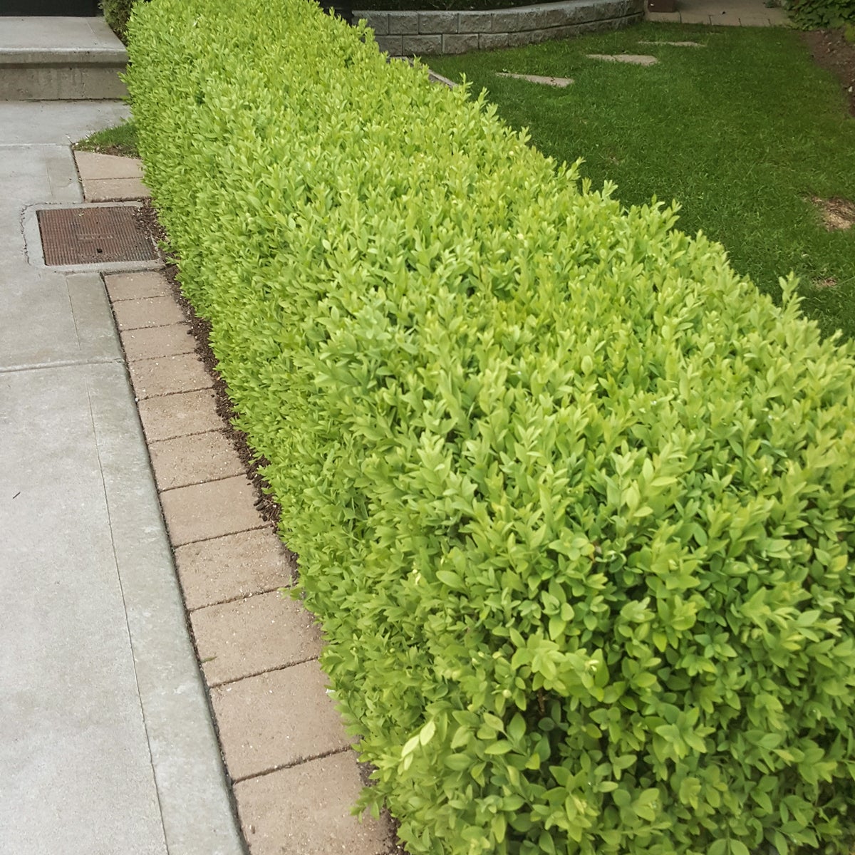 Boxwood Hedging, 12-pack