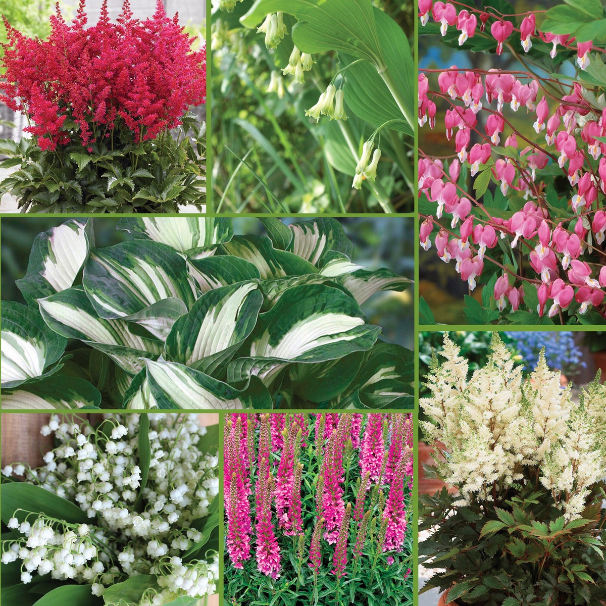 Horticana: Shade Loving Perennial Garden Collection