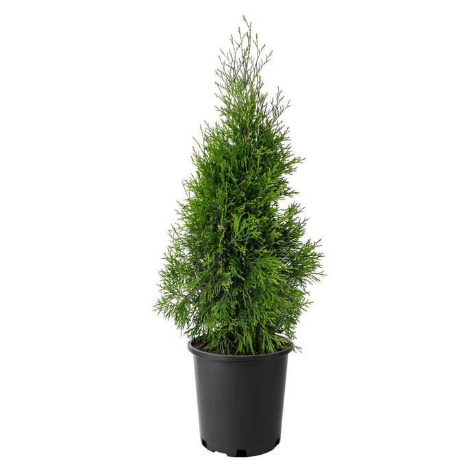 Emerald Cedar