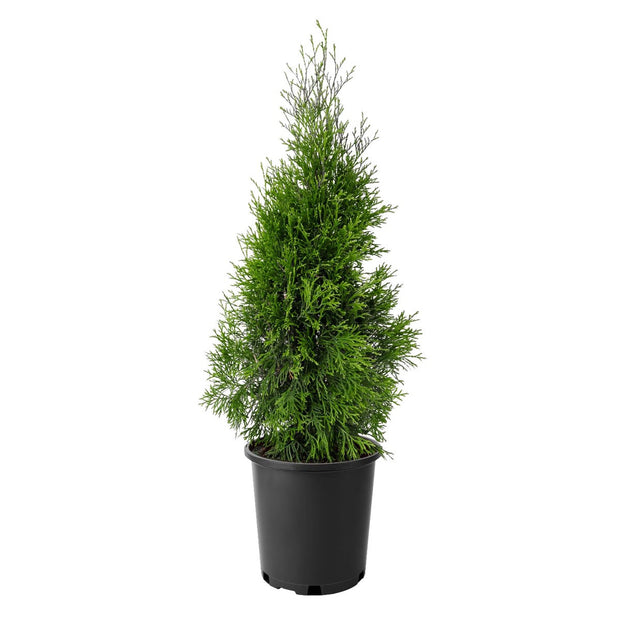 Emerald Cedar