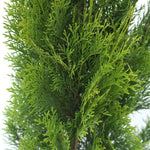 Emerald Cedar