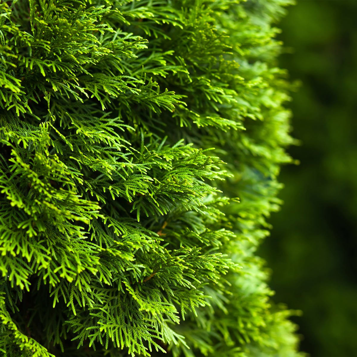 Emerald Cedar