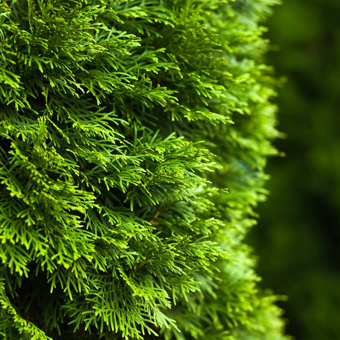Emerald Cedar