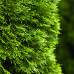 Emerald Cedar