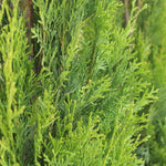 Emerald Cedar