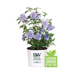 PW Blue Chiffon Rose of Sharon - Flowering Shrub of the Year