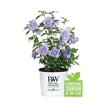 PW Blue Chiffon Rose of Sharon - Flowering Shrub of the Year