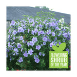 PW Blue Chiffon Rose of Sharon - Flowering Shrub of the Year