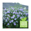 PW Blue Chiffon Rose of Sharon - Flowering Shrub of the Year