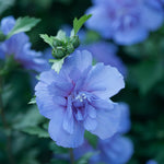 PW Blue Chiffon Rose of Sharon - Flowering Shrub of the Year