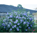 PW Blue Chiffon Rose of Sharon - Flowering Shrub of the Year