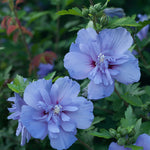 PW Blue Chiffon Rose of Sharon - Flowering Shrub of the Year