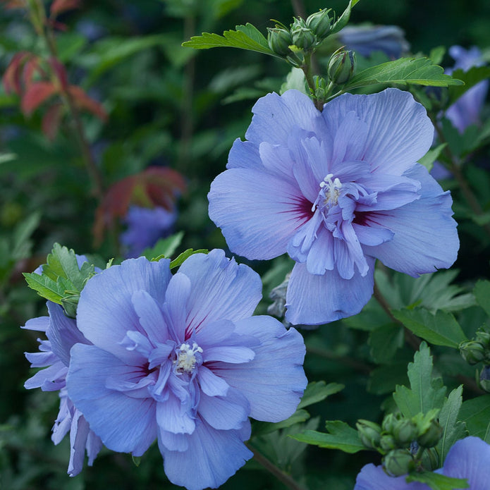 PW Blue Chiffon Rose of Sharon - Flowering Shrub of the Year