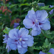 PW Blue Chiffon Rose of Sharon - Flowering Shrub of the Year