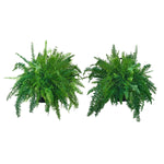 Boston Fern Hanging Baskets - 2 Pack