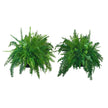 Boston Fern Hanging Baskets - 2 Pack