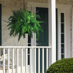 Boston Fern Hanging Baskets - 2 Pack