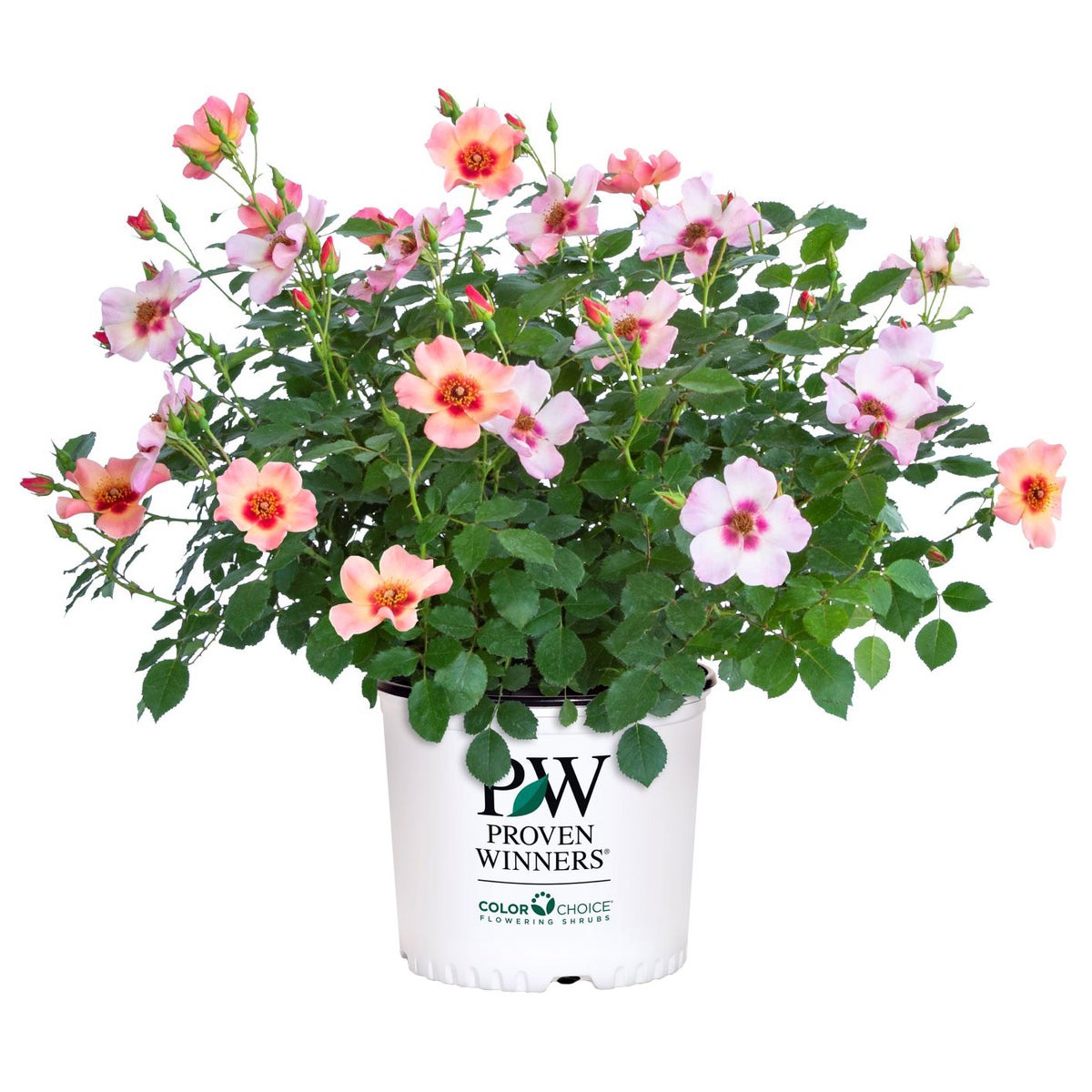 PW Ringo All-Star Rosa