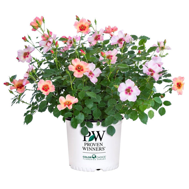 PW Ringo All-Star Rosa