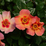 PW Ringo All-Star Rosa