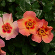 PW Ringo All-Star Rosa