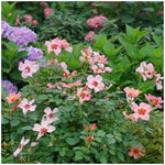 PW Ringo All-Star Rosa