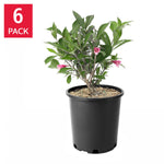 Assorted Flowering Shrub, 6-pack