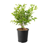 Assorted Flowering Shrub, 6-pack