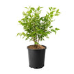Assorted Flowering Shrub, 6-pack