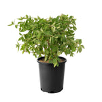 Assorted Flowering Shrub, 6-pack