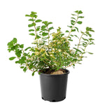 Assorted Flowering Shrub, 6-pack