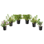 Assorted Flowering Shrub, 6-pack