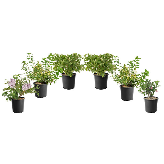 Assorted Flowering Shrub, 6-pack
