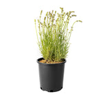 Lavender Collection, 6-pack
