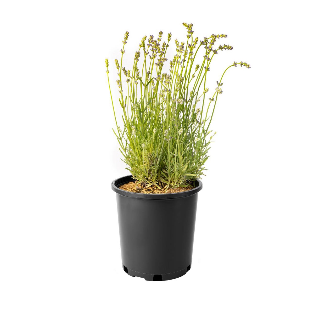 Lavender Collection, 6-pack