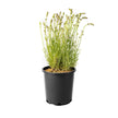 Lavender Collection, 6-pack