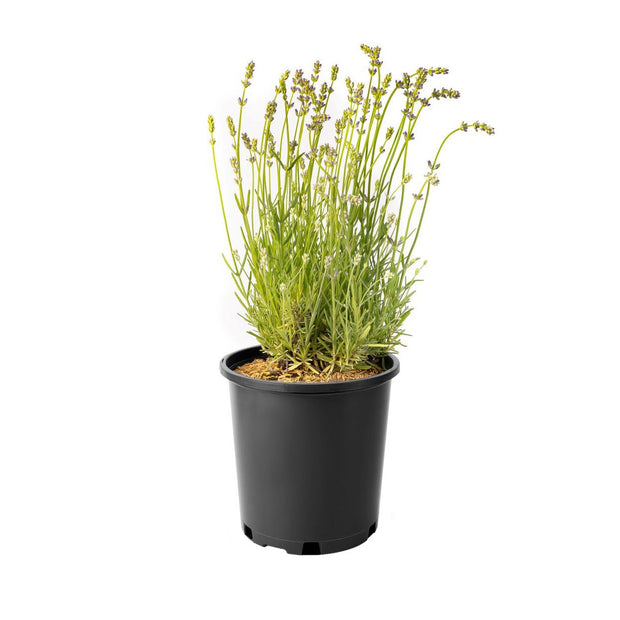 Lavender Collection, 6-pack
