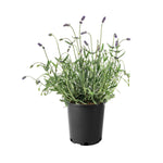Lavender Collection, 6-pack